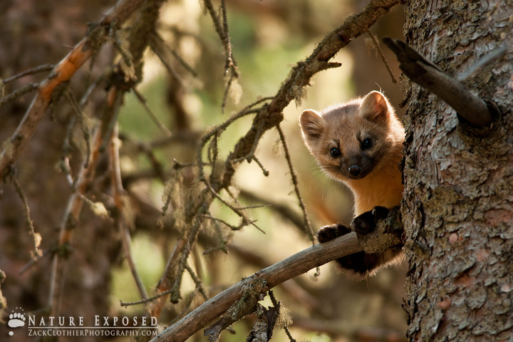 Out On A Limb