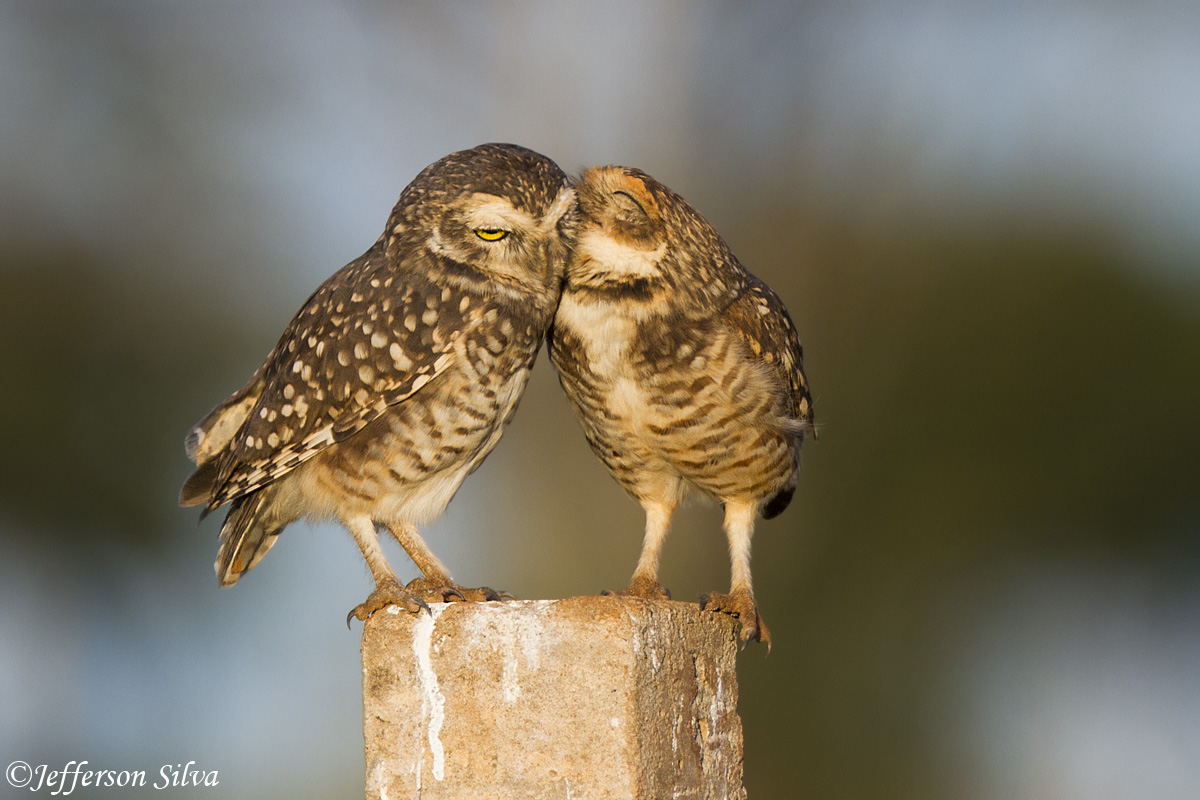 Athene cunicularia