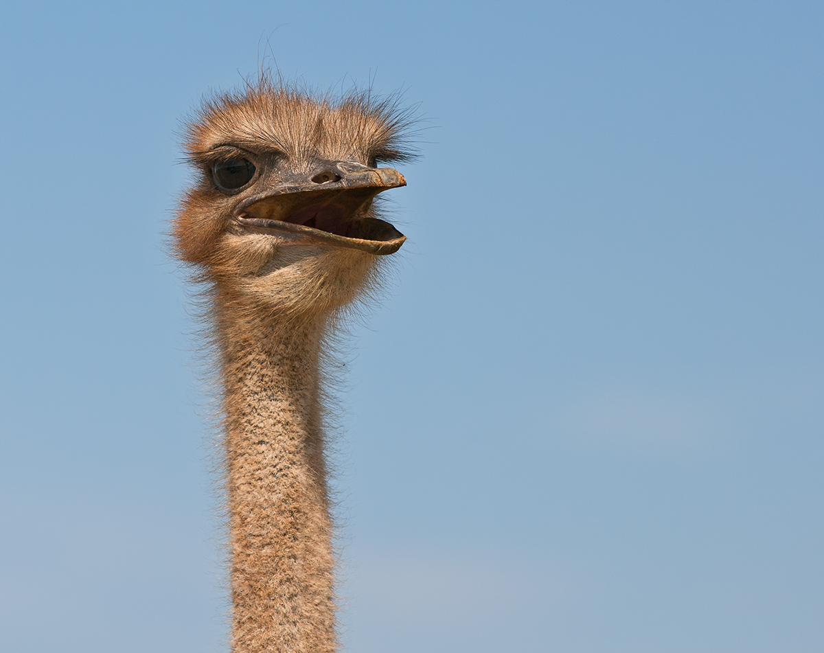 Ostrich