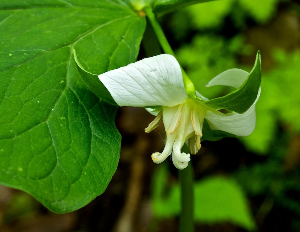 Nodding Trillium