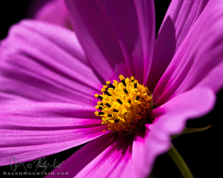 Cosmic Beauty