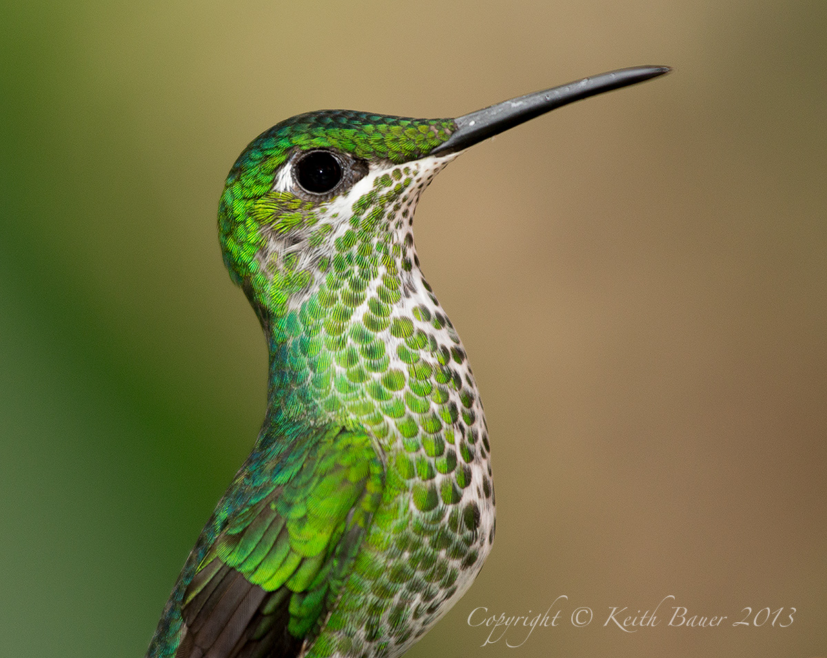Green Crowned Brilliant 