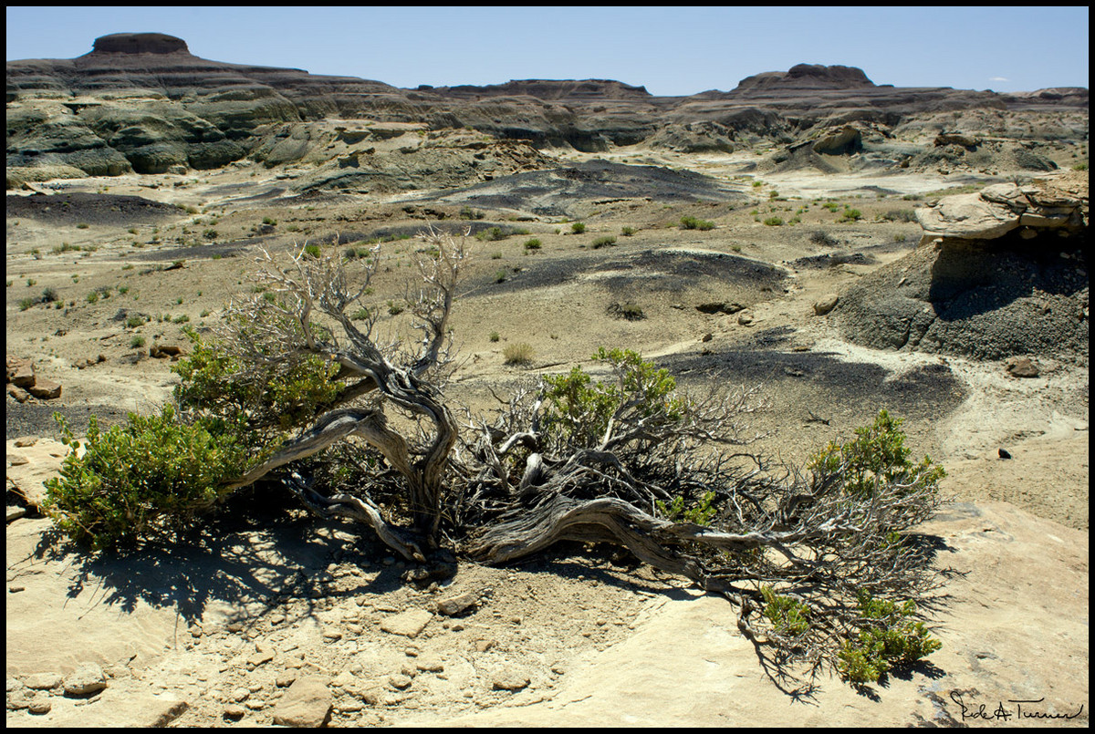 Bisti Badlands