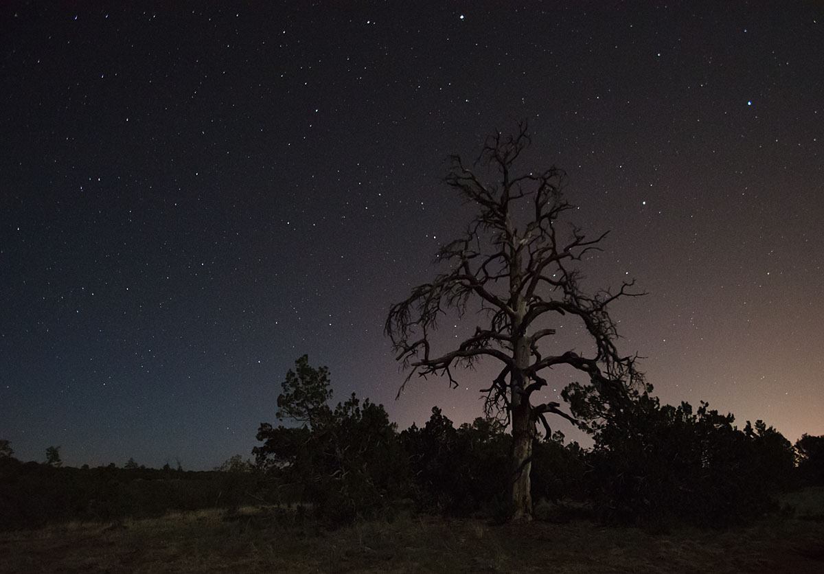 WC#586 Dead Tree at Night