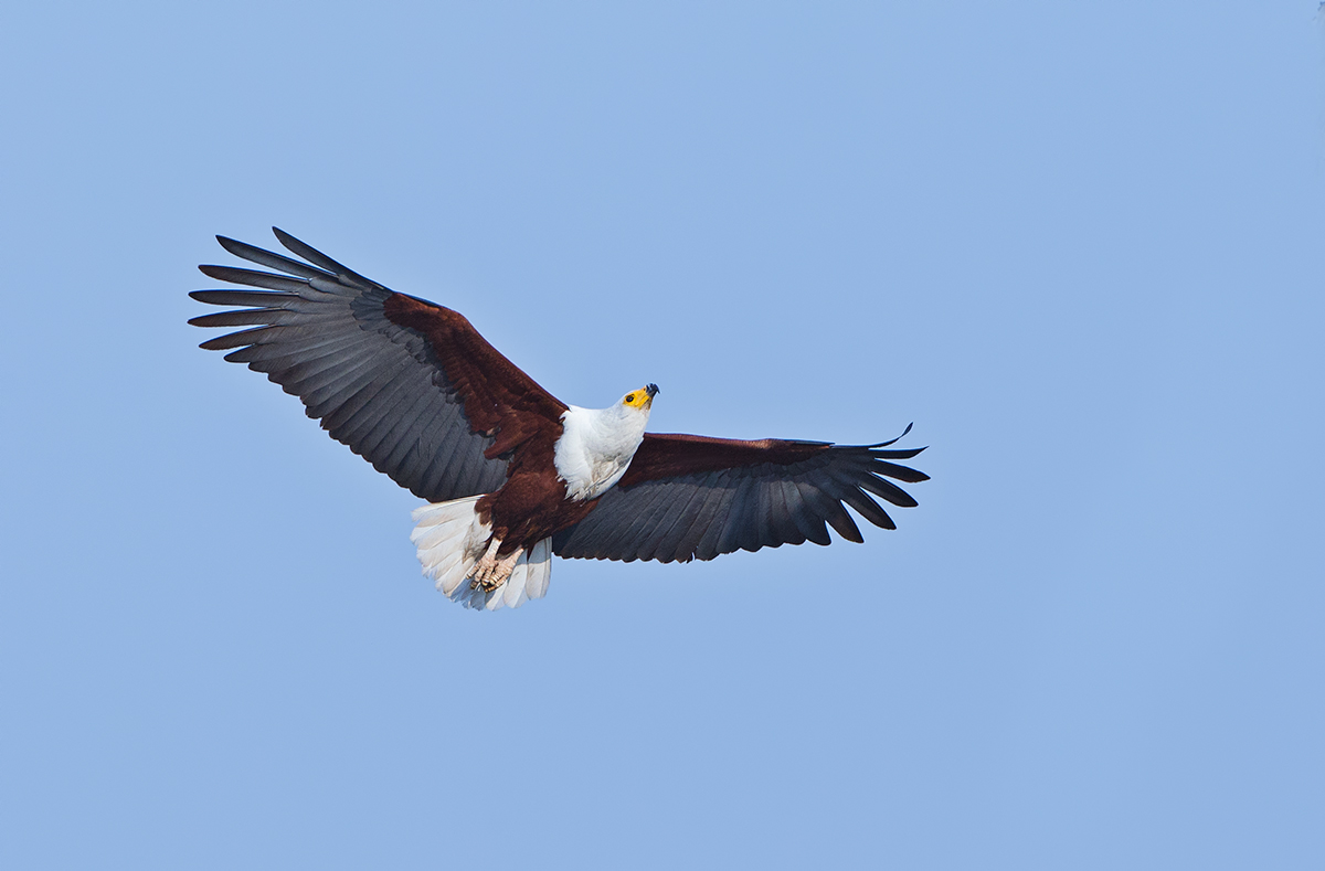 Fish Eagle