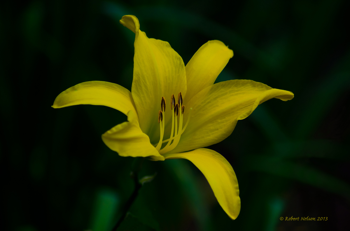 Yellow Lily
