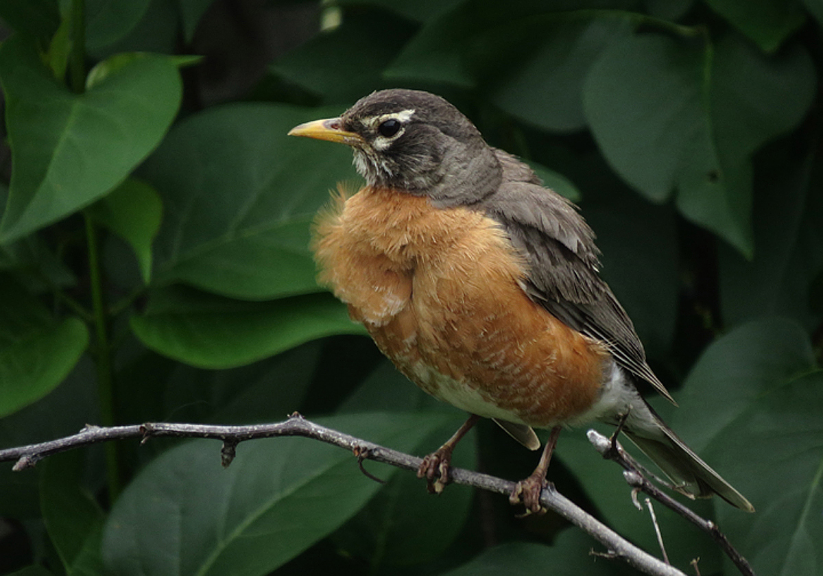 Searching Robin