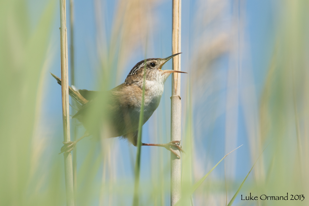 Marsh Wren Calling