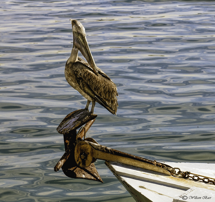 Mr.Brown Pelican