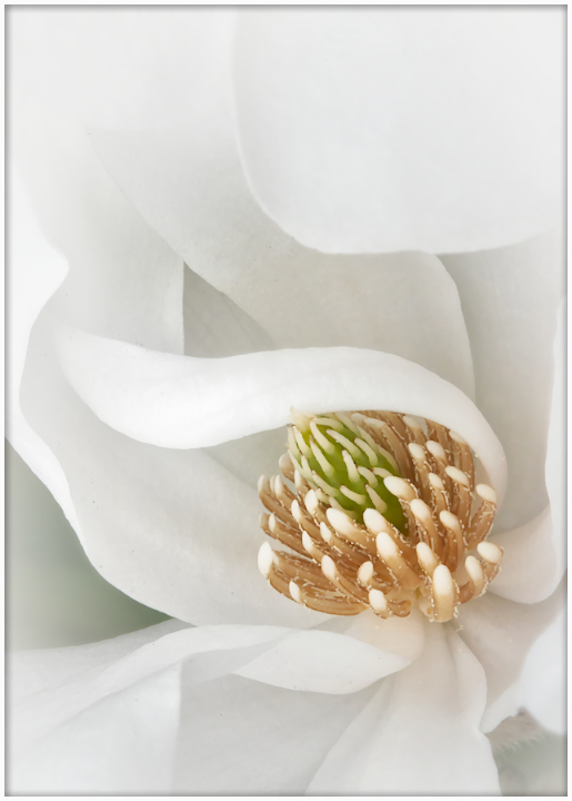 Caress