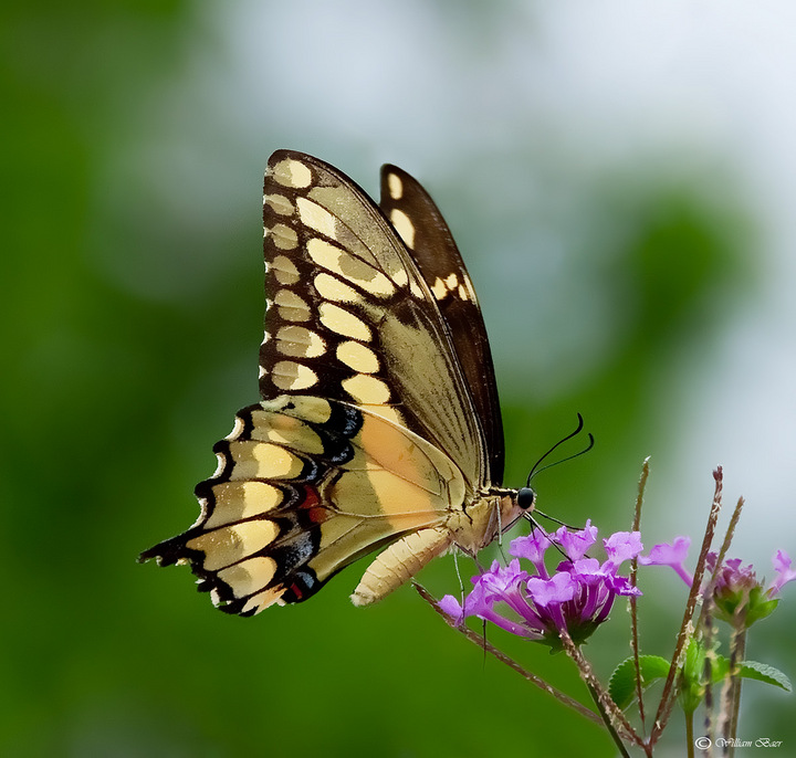 Swallow Tail