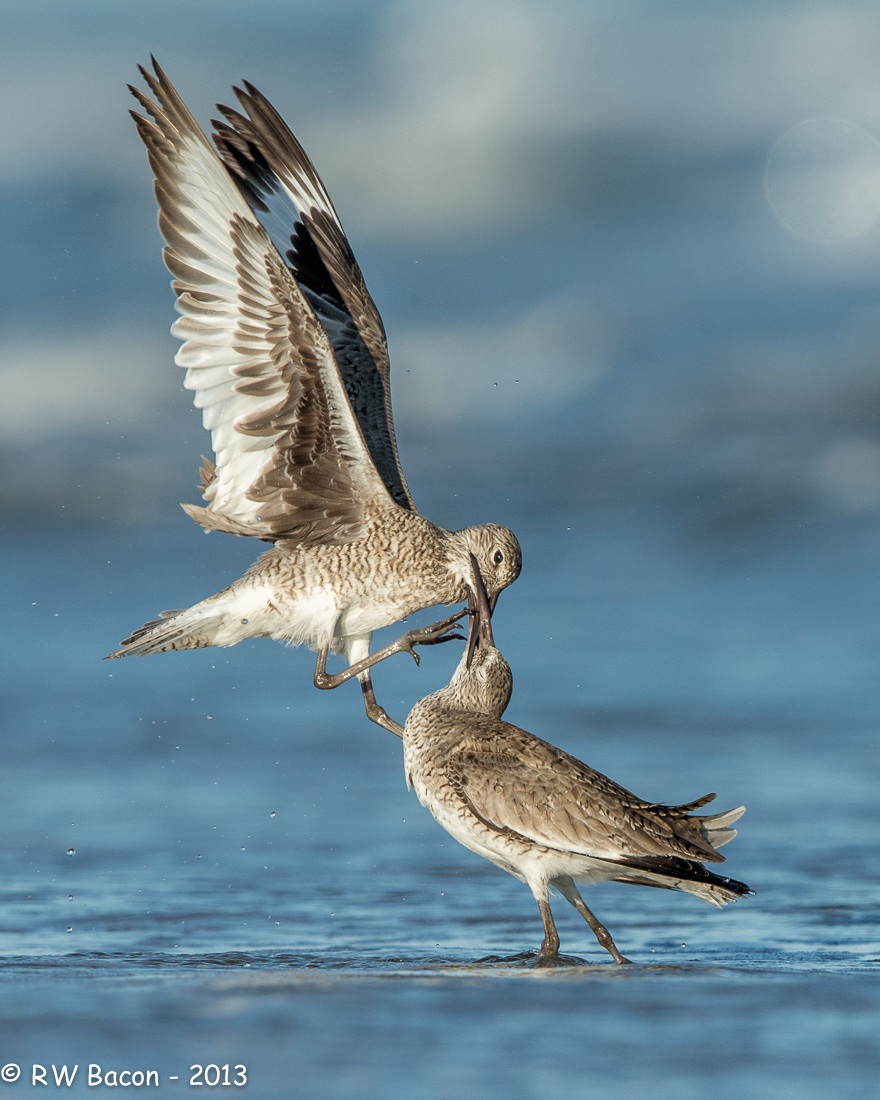 Willet Tussle