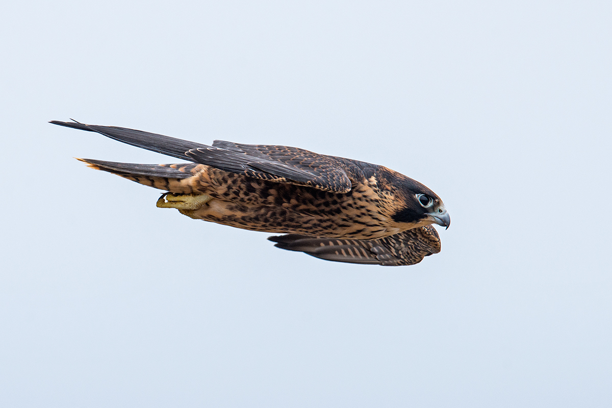 Young Peregrine