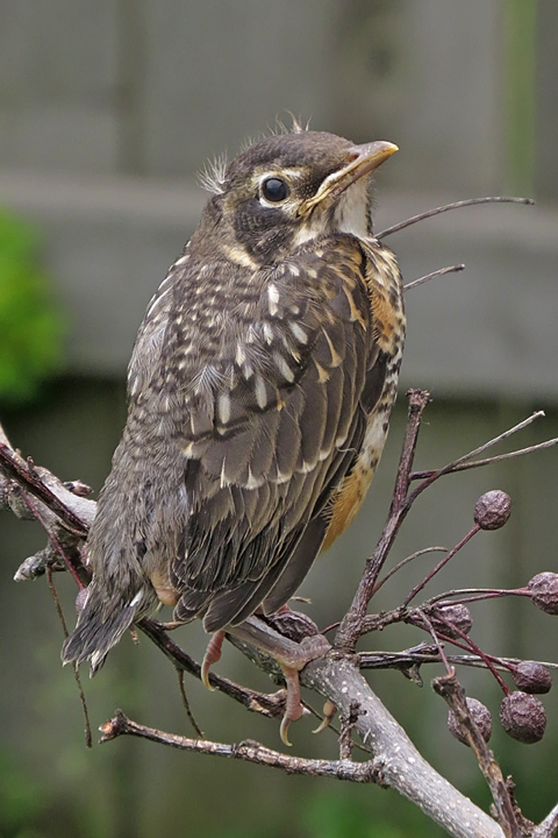 Robin chick