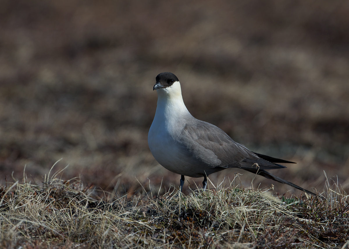 Long-tailed Jaeger