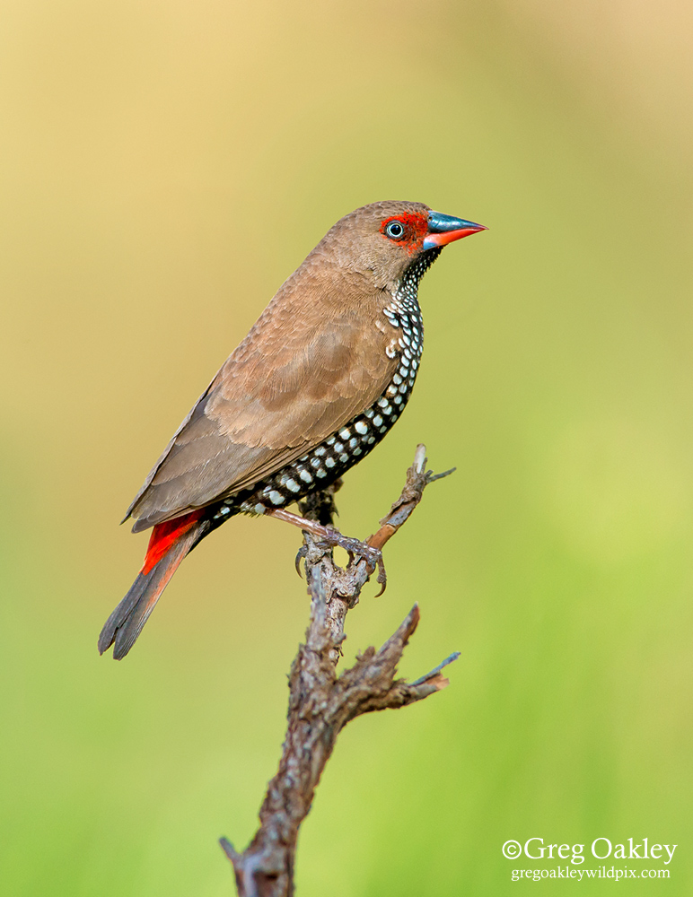 Painted Finch
