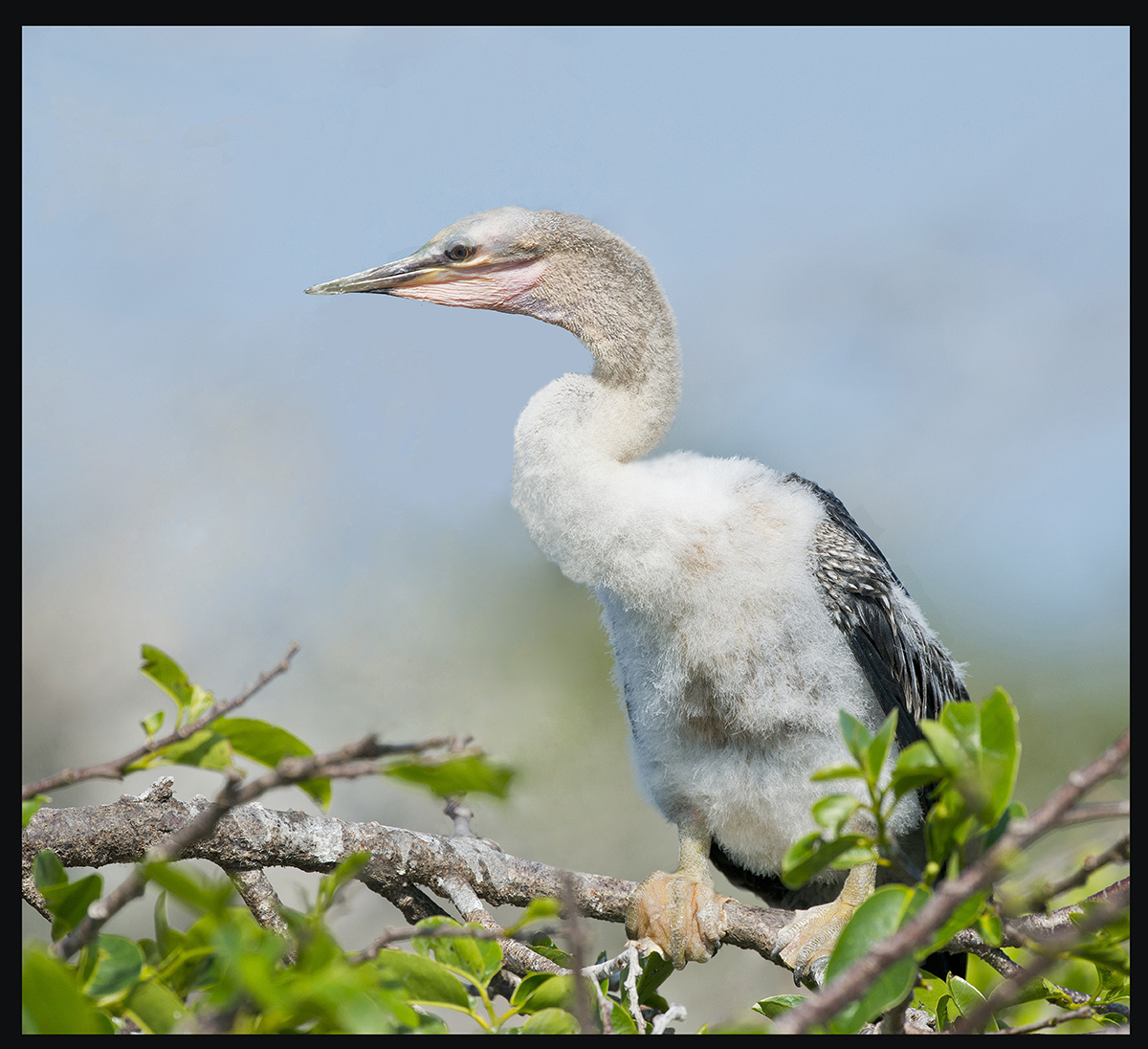 Anhinga Chick