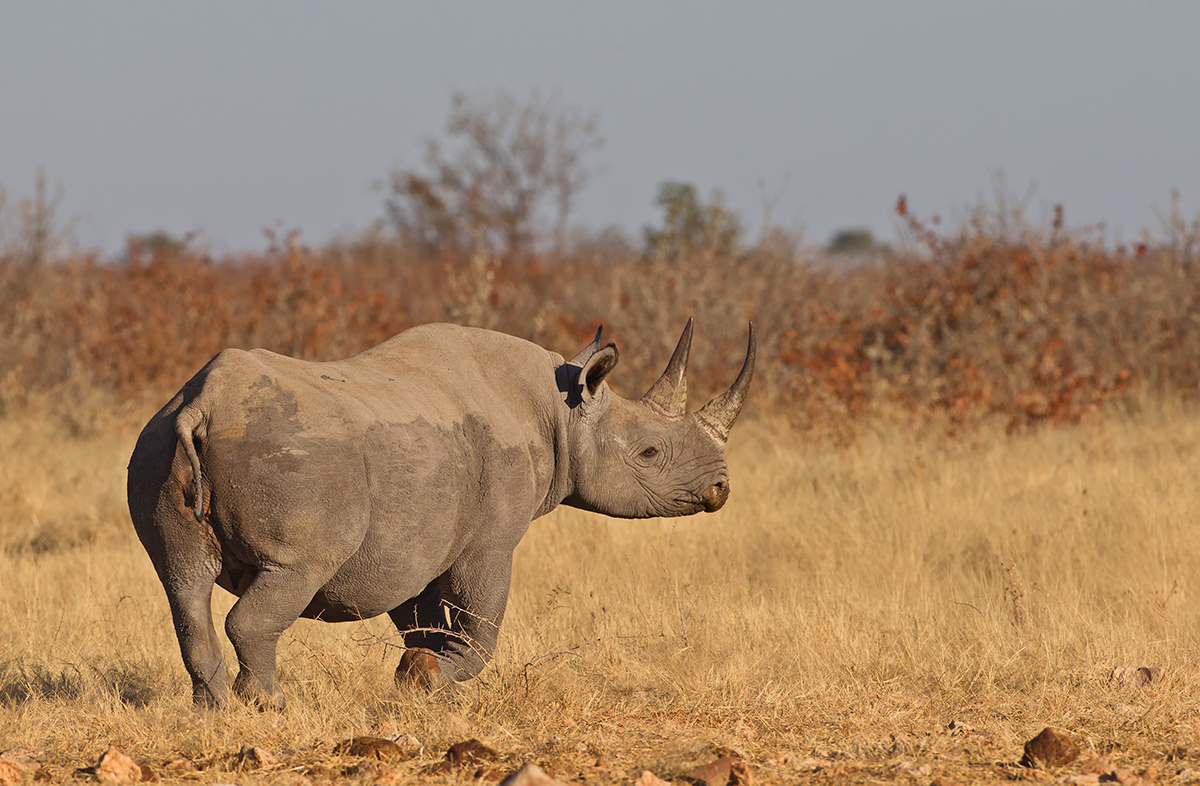 Black Rhino
