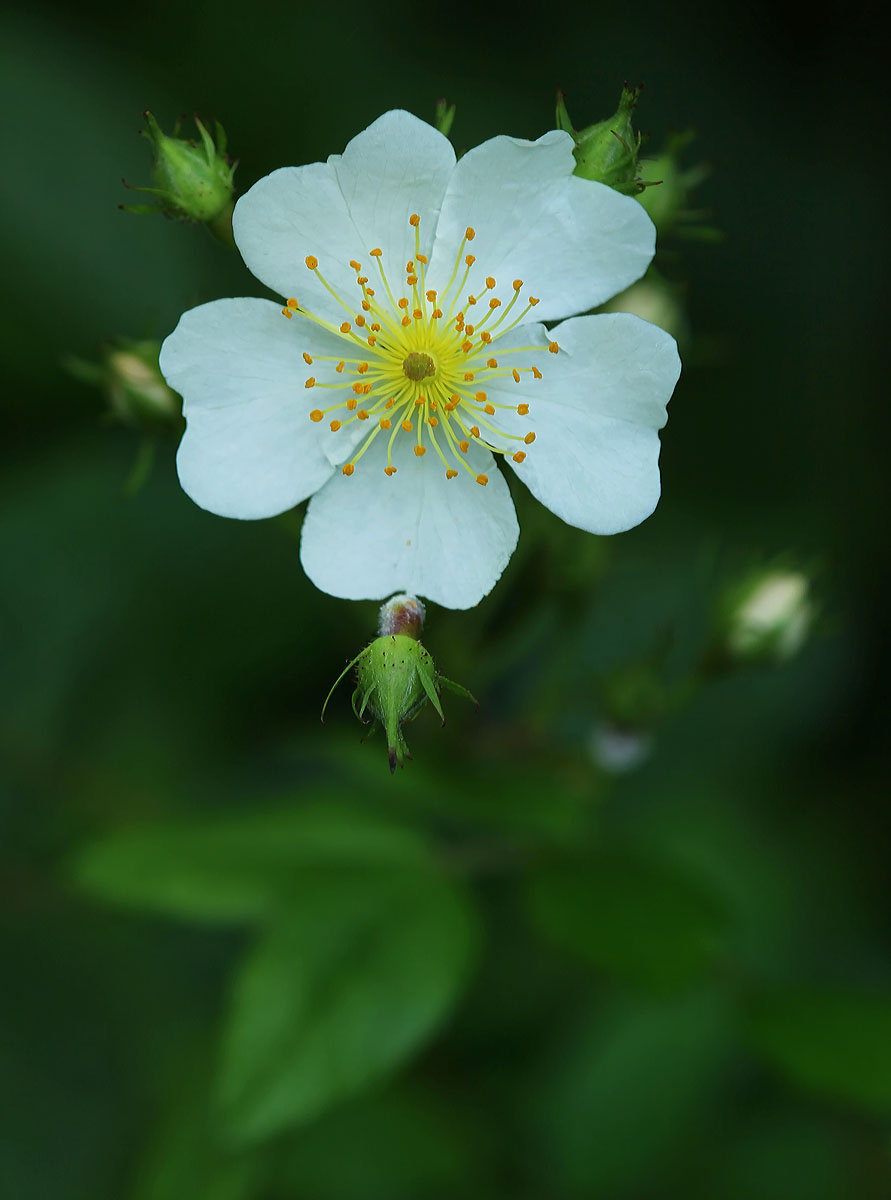 Wild Rose
