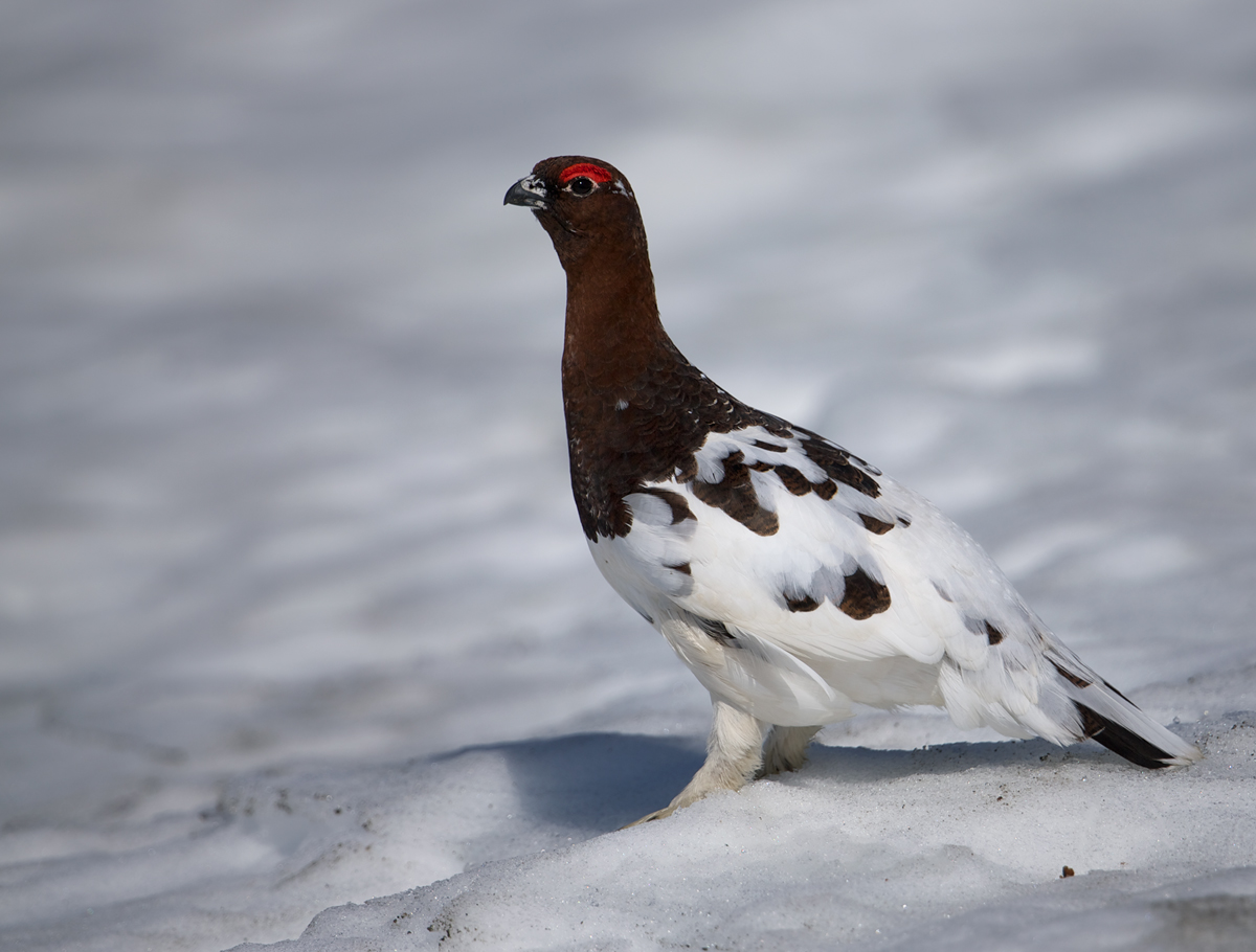 Willow Ptarmigan Male