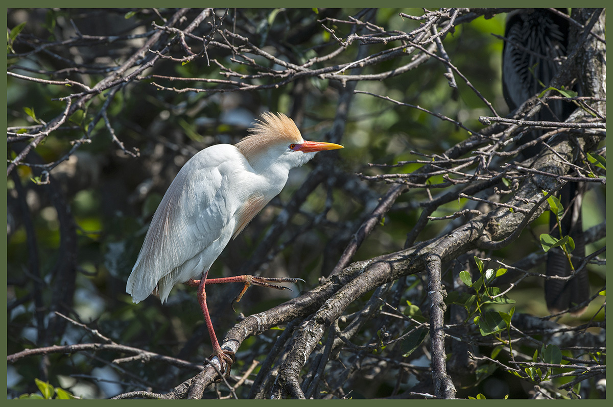 Cattle Egret