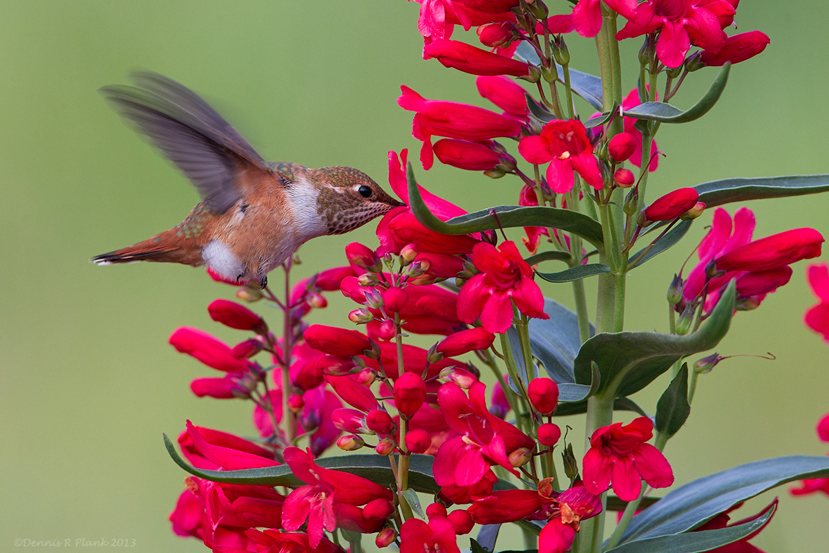 Back to the Hummers