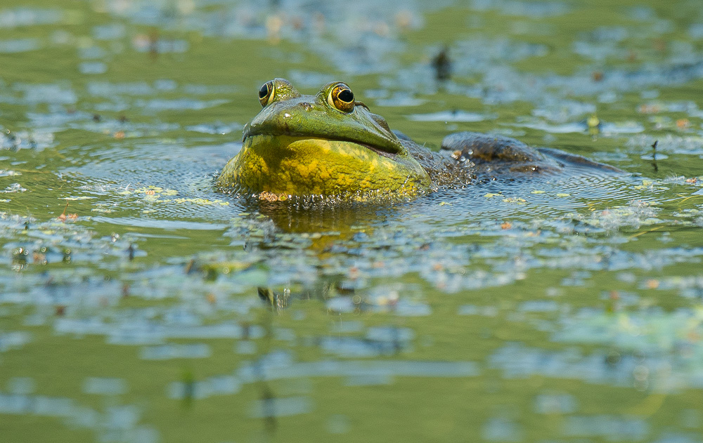 Croaking Frog