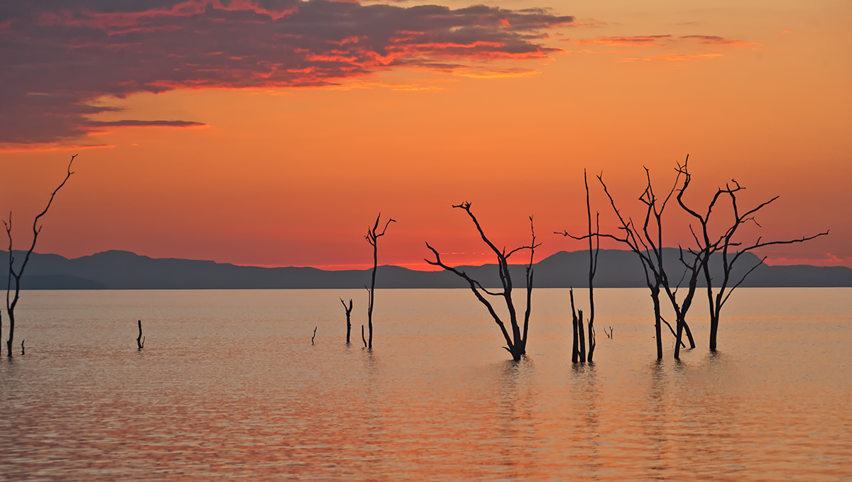 Dead Trees