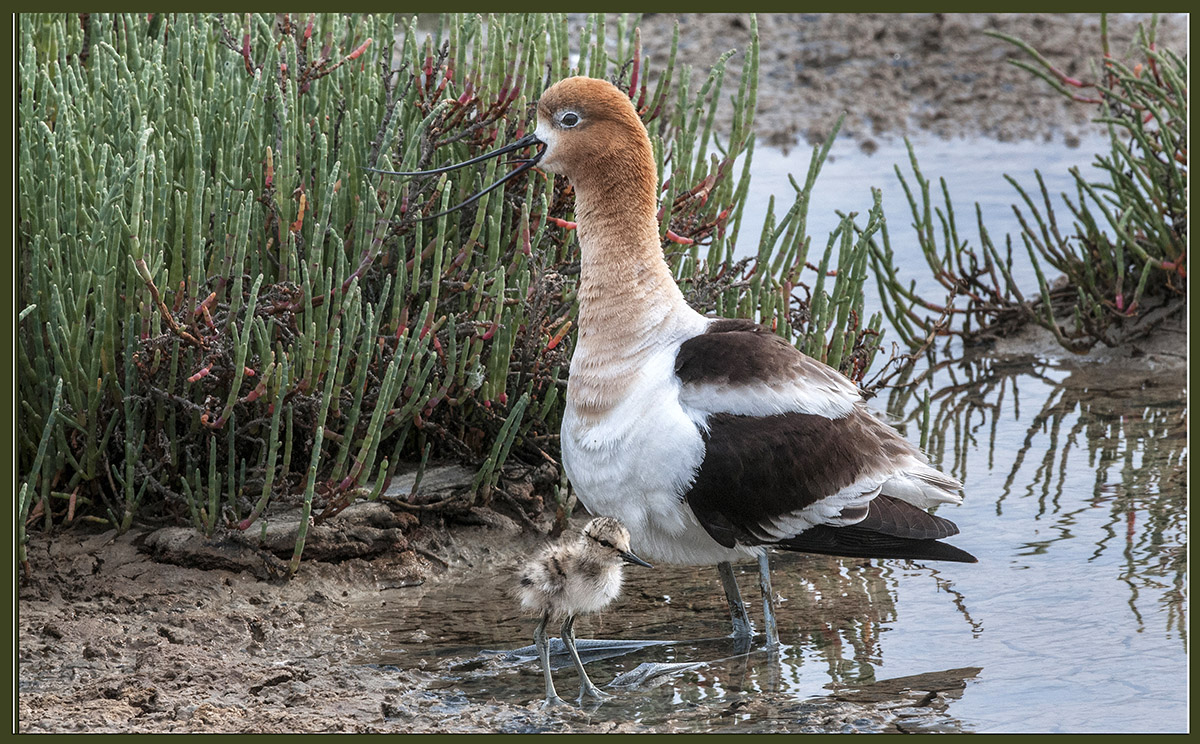 Avocet Mom and New Chick