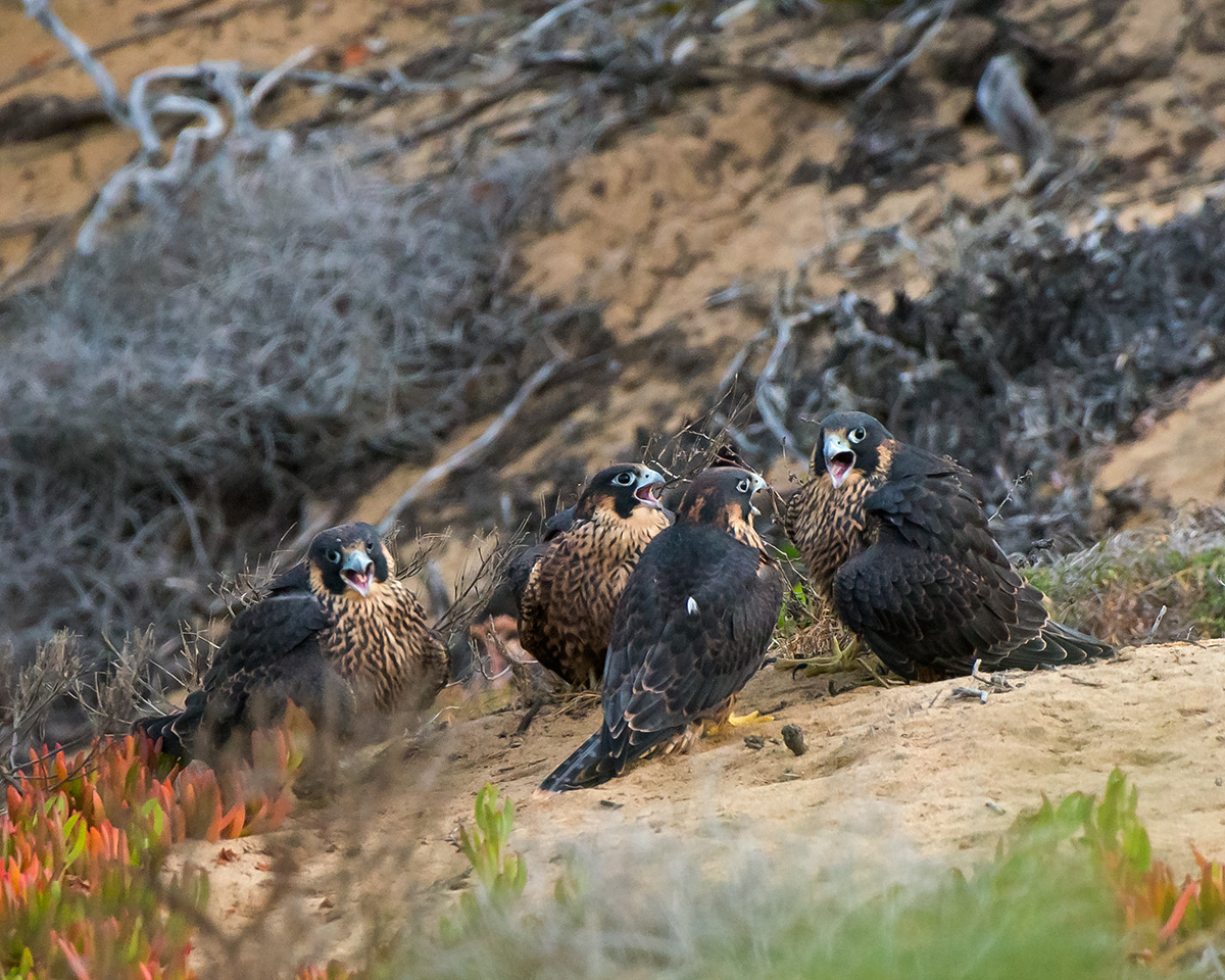 The Quartet