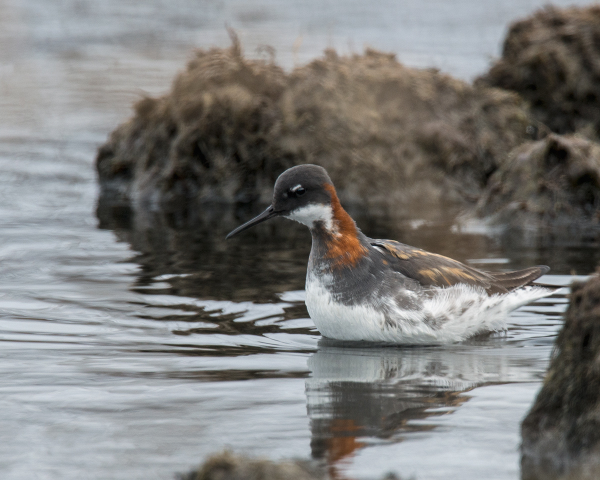 Red-Necked Phalarope
