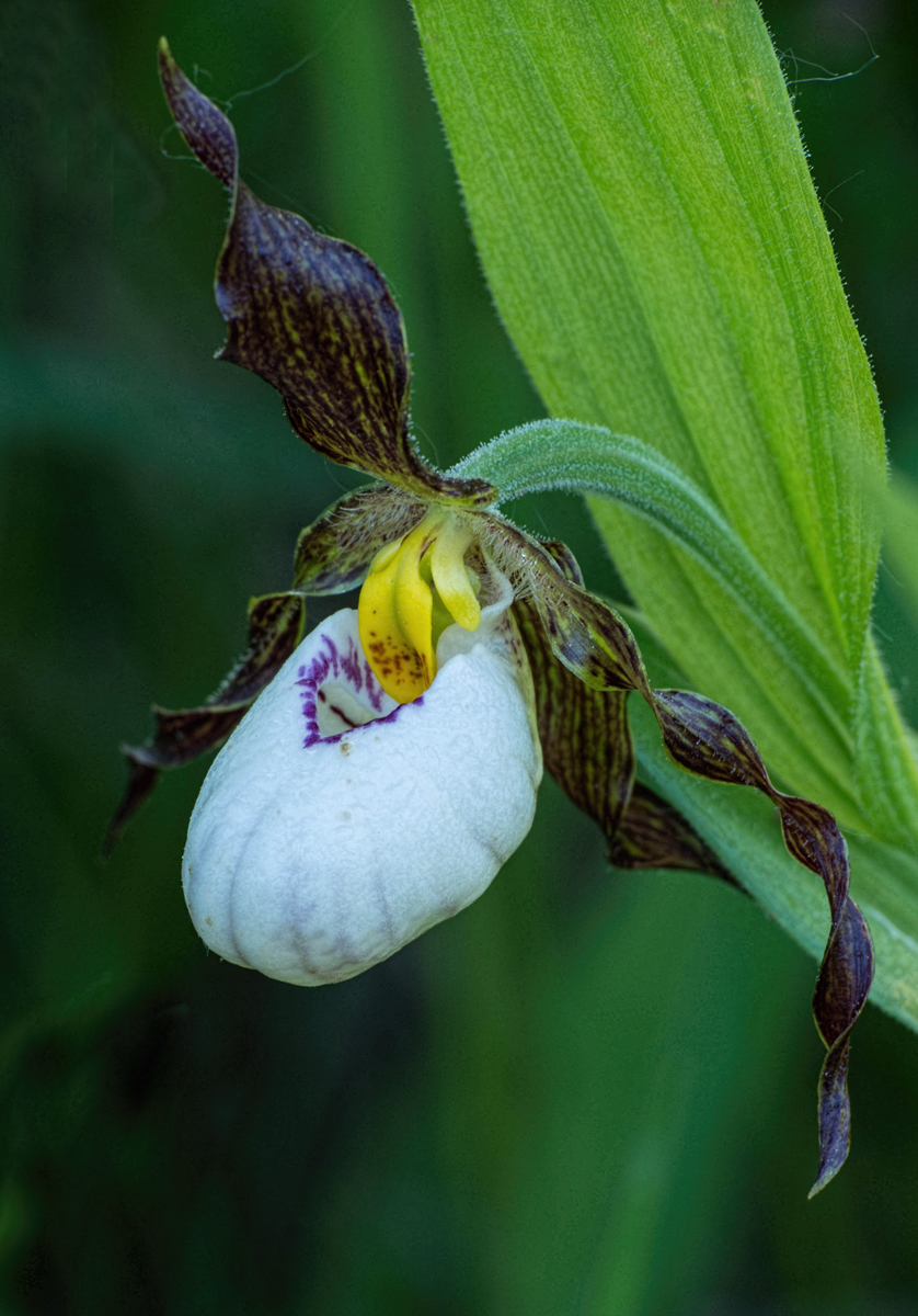 White Lady's Slipper