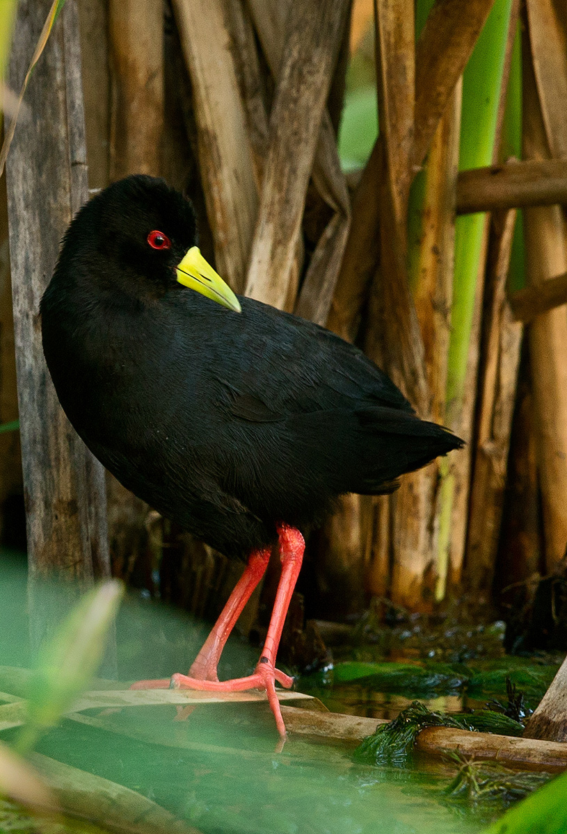 African Crake