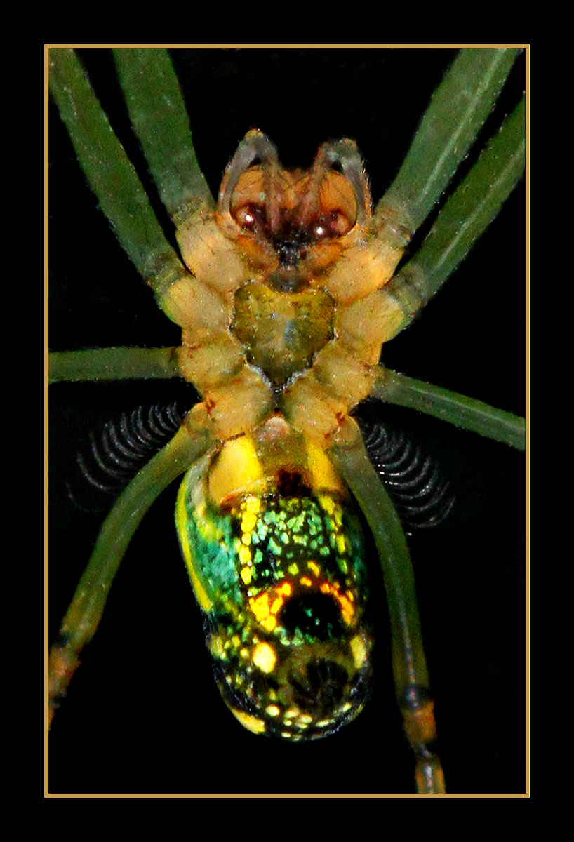 Spider bat??