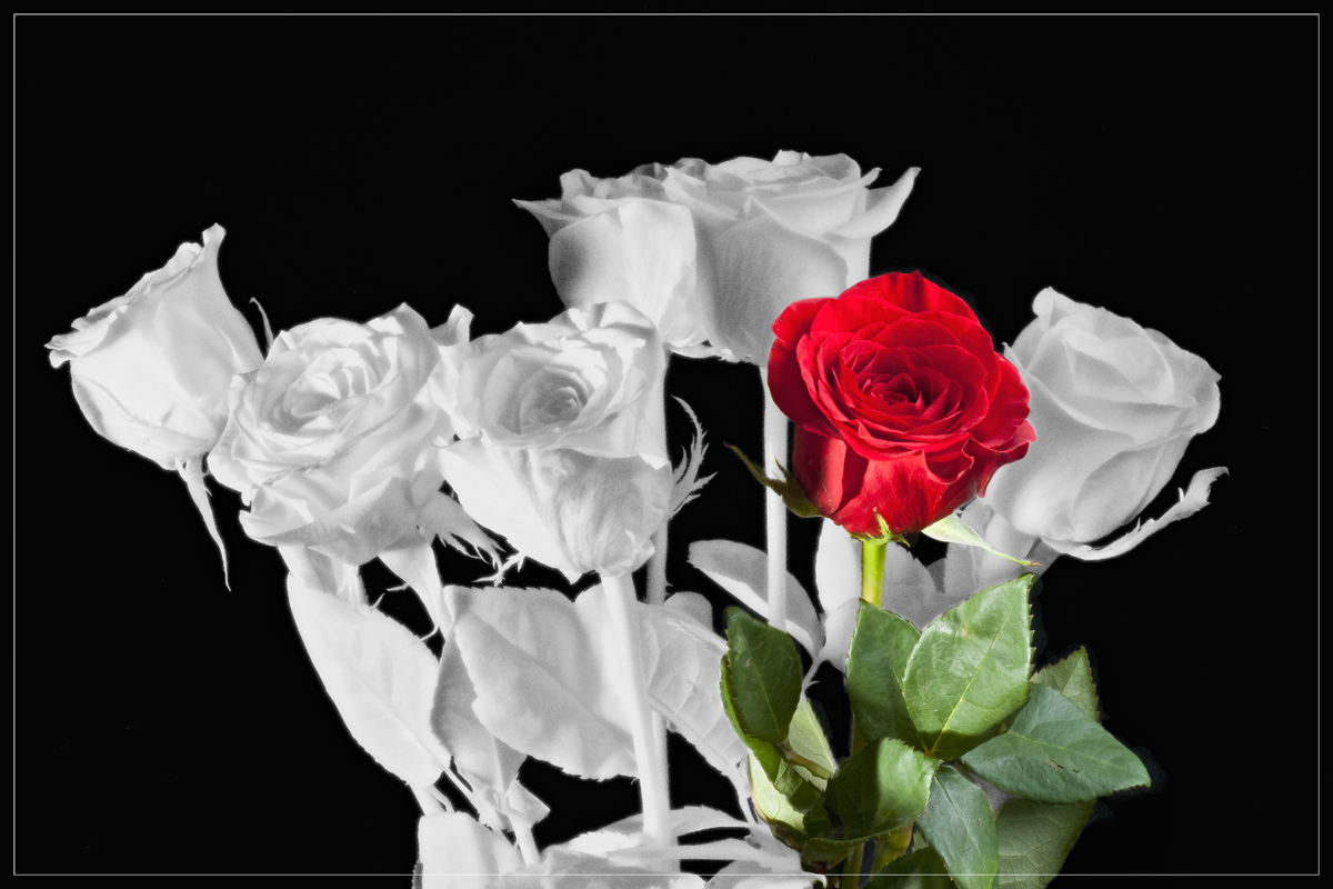 Seven Red Roses