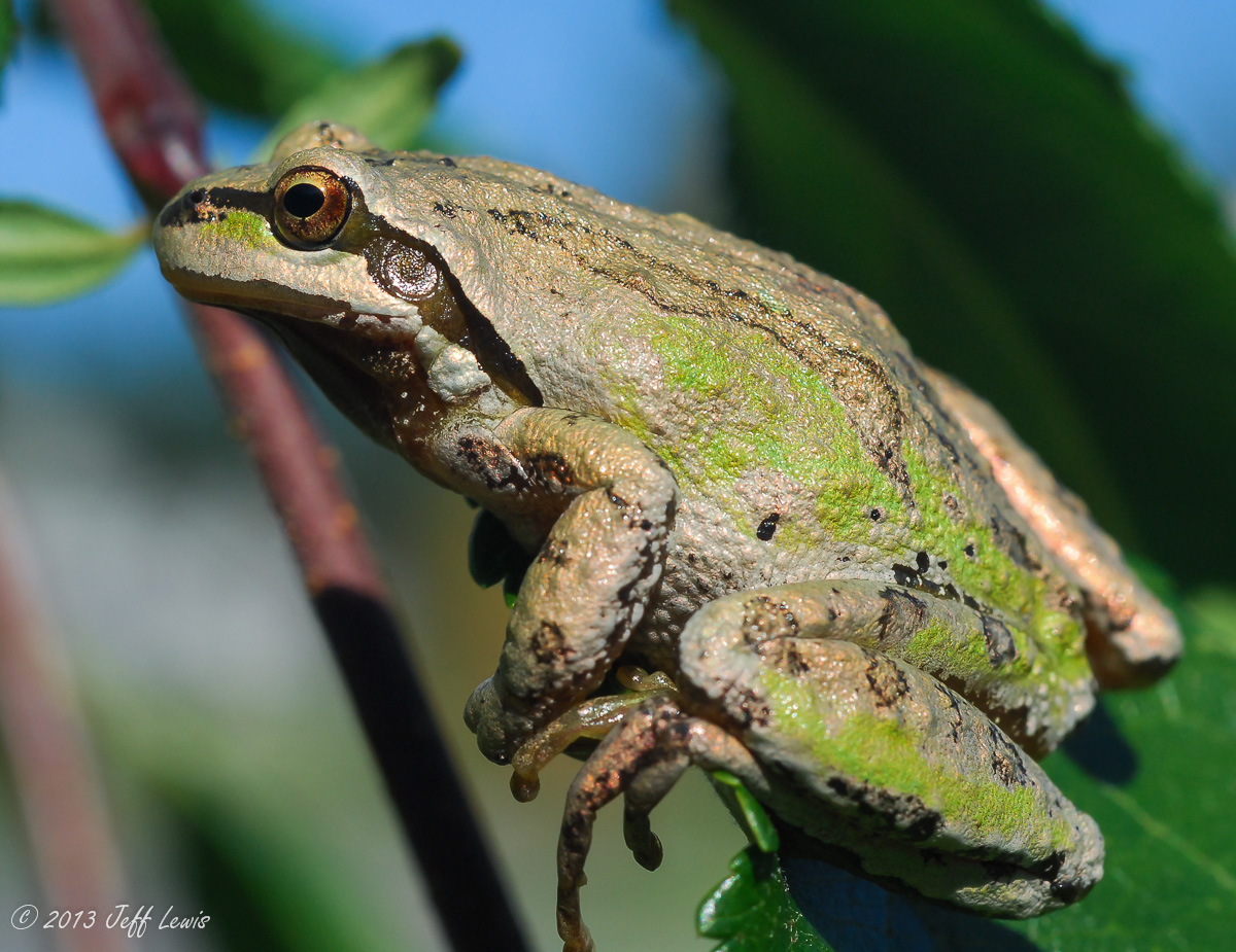 N. Pacific tree frog
