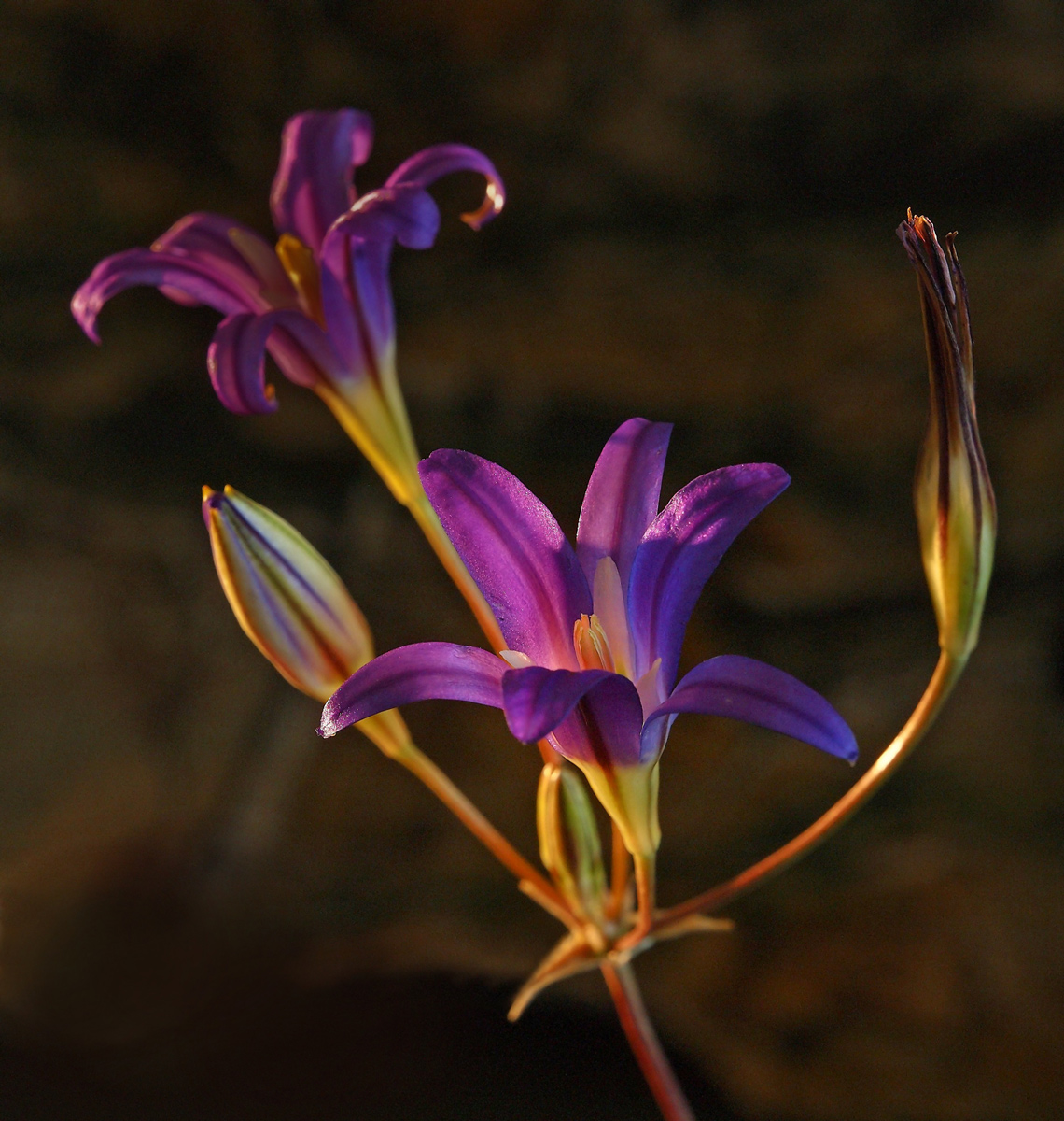 Elegant Brodiaea