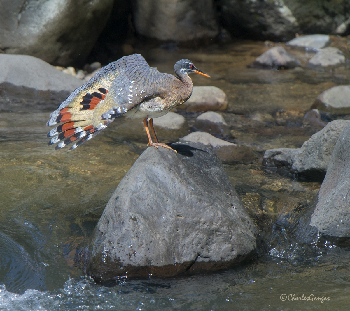 Sunbittern