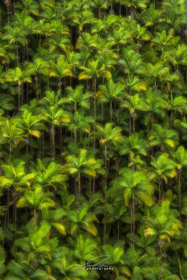Wall of Palms