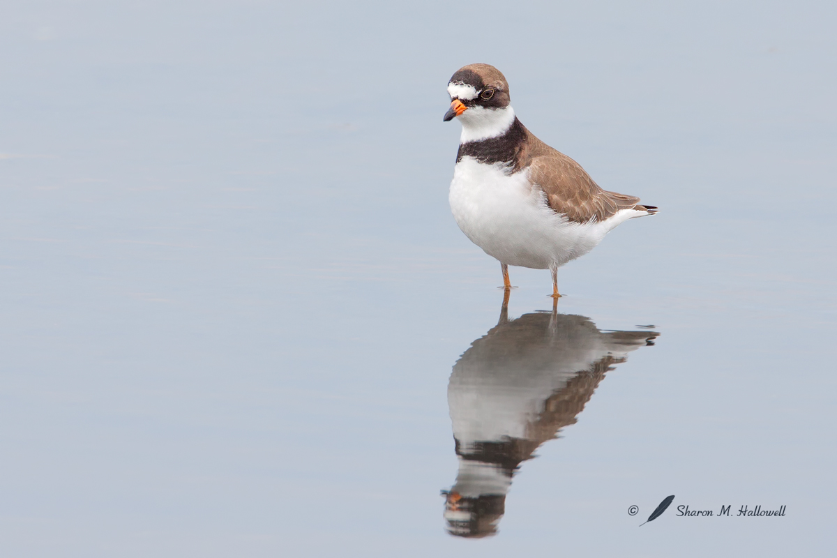 Semipalmated Plover