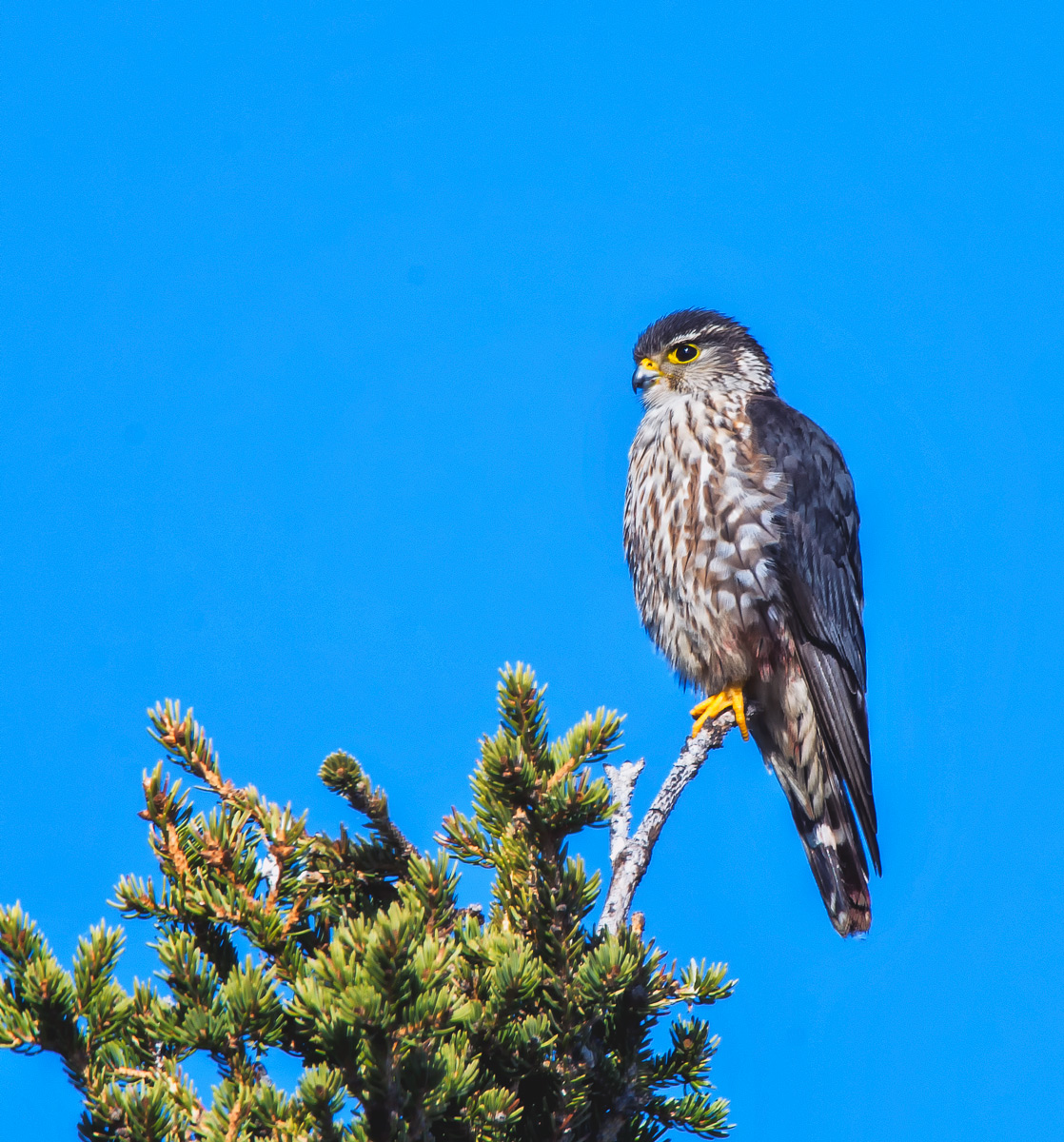 Merlin