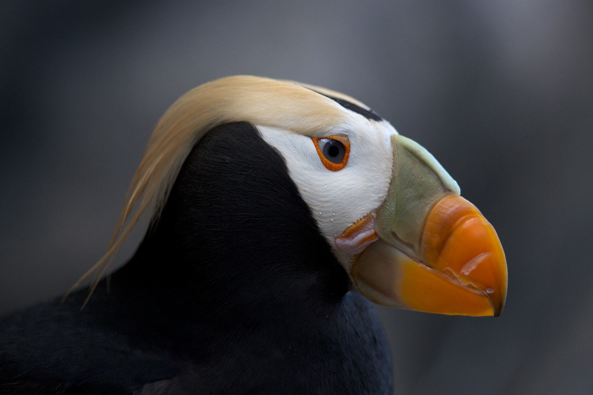 Tufted Puffin (c)
