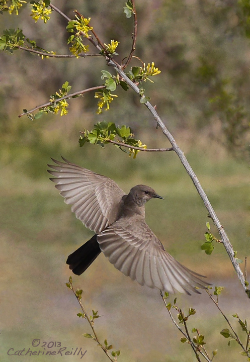 Say's Phoebe in Flight