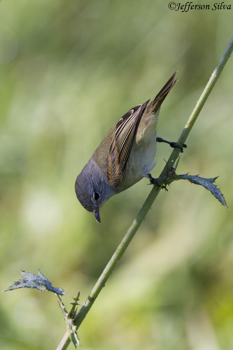 Camptostoma obsoletum
