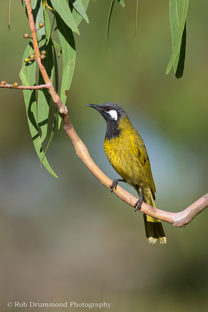 White-eared Honeyeater