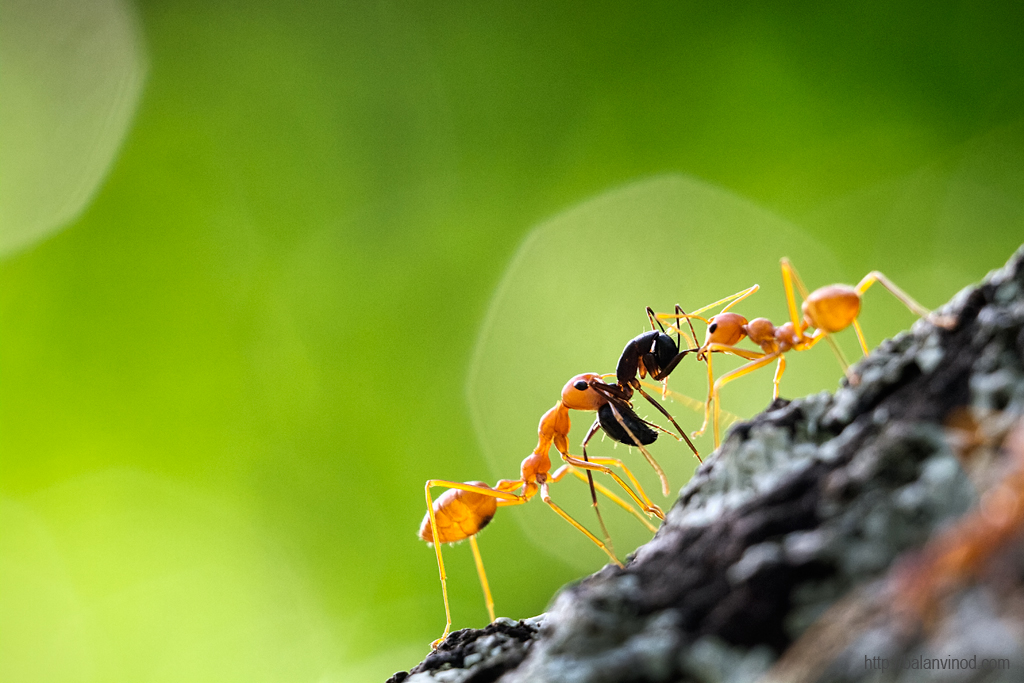 The Enemy