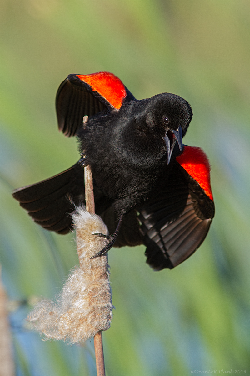 Red-winged Blackbird