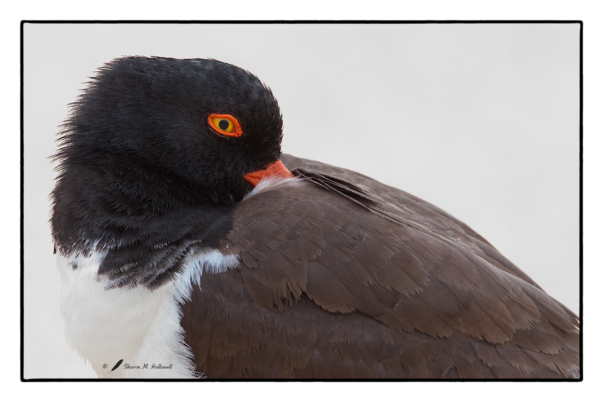 American Oystercatcher