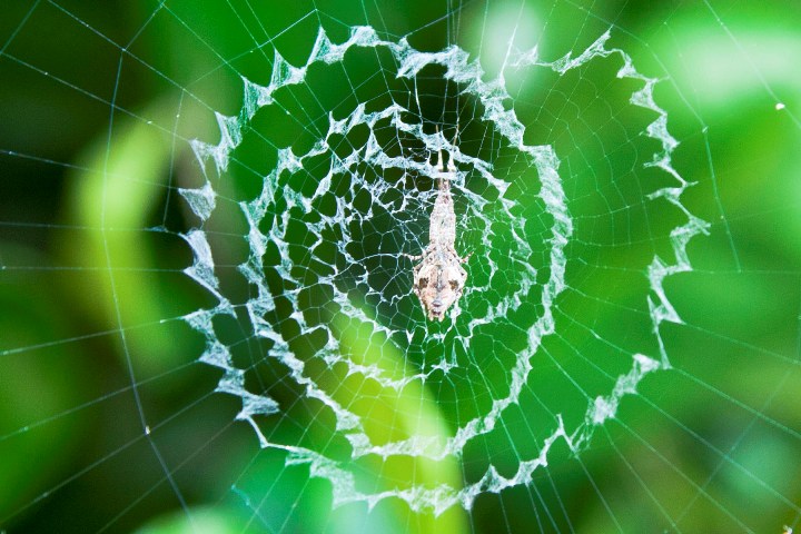 WC# 588 - A well spun web