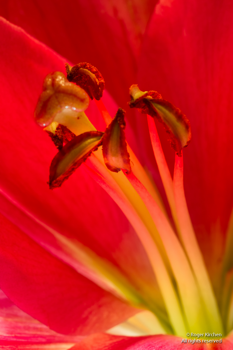 From the Bouquet + repost
